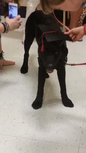 Pet Supply Store «PetSmart», reviews and photos, 1705 N Bechtle Ave, Springfield, OH 45504, USA