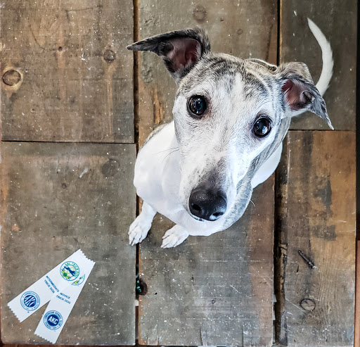 Iron Range Dog Training Club