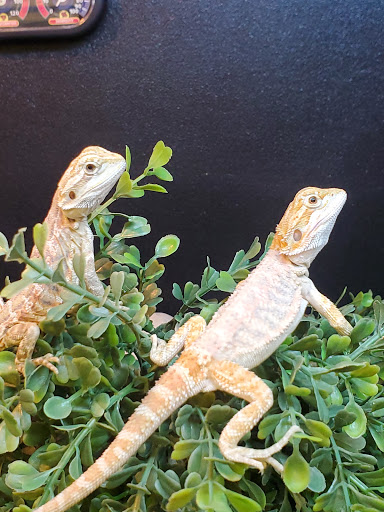 Pet Supply Store «Pet Supplies Plus», reviews and photos, 417 US-46, Dover, NJ 07801, USA