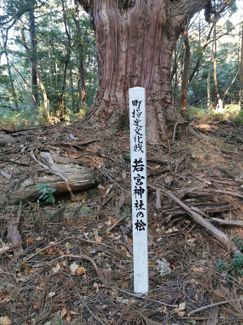 若宮神社の桧(ヒノキ)