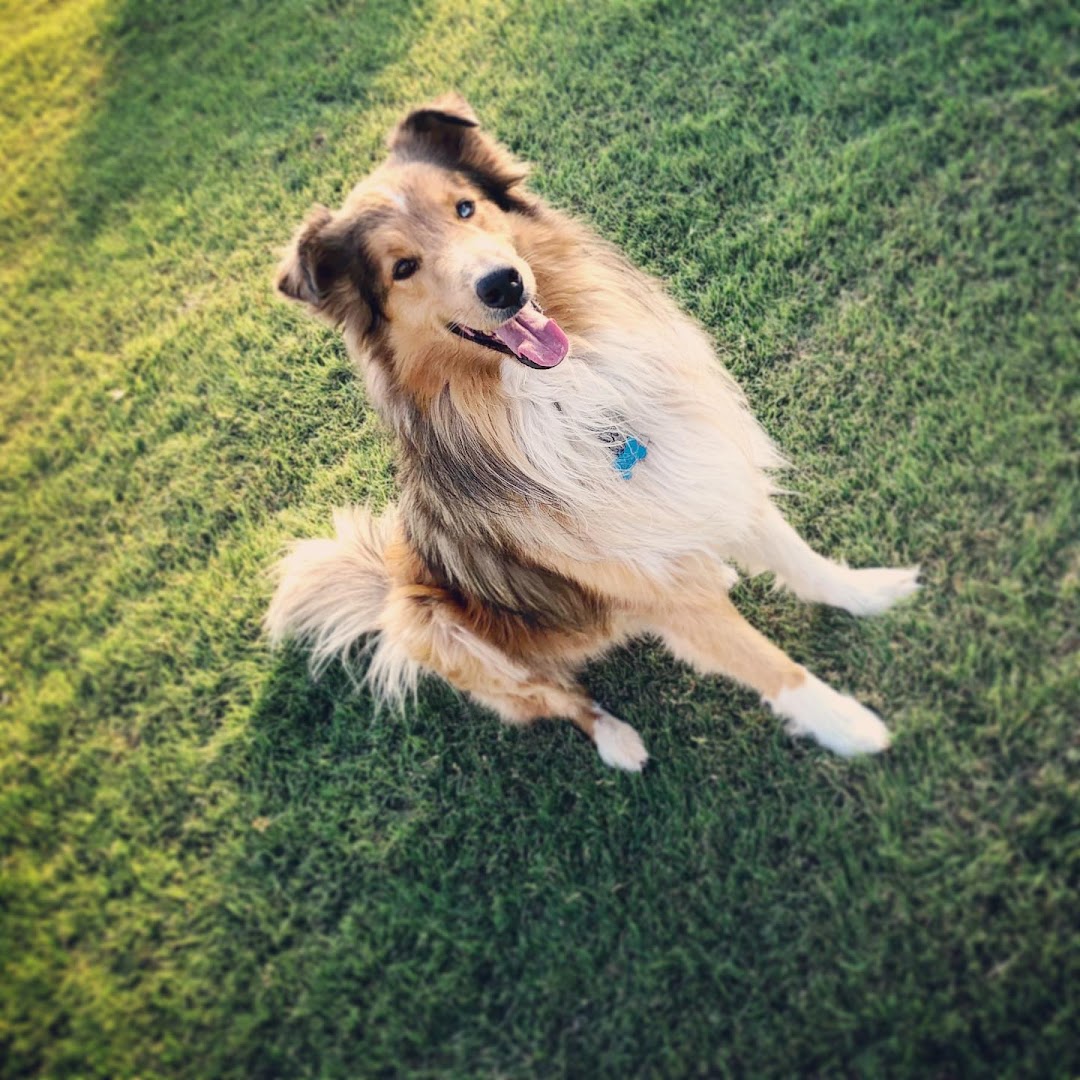 A/K Rough Collies