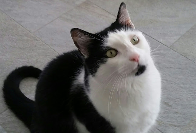 Comentarii opinii despre Mr. Joseph Palmieri Vétérinaire