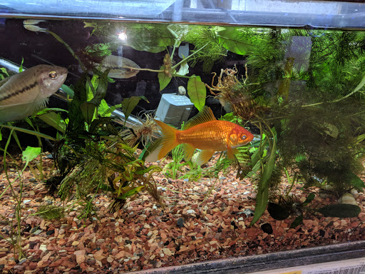 Tropical Fish Store «Premier Aquatics», reviews and photos, 1801 Roswell Rd, Marietta, GA 30062, USA