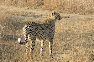 Kolokwé - des safaris en français image