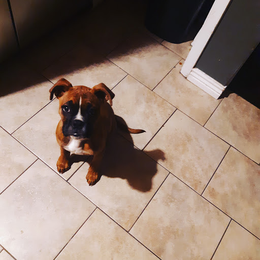 Pet Supply Store «Petco Animal Supplies», reviews and photos, 1350 S Ironton St #120, Aurora, CO 80012, USA