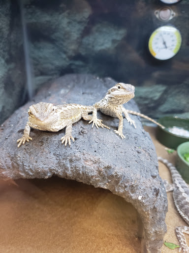 Pet Supply Store «Petco Animal Supplies», reviews and photos, 86 Storrs Rd, Mansfield Center, CT 06250, USA