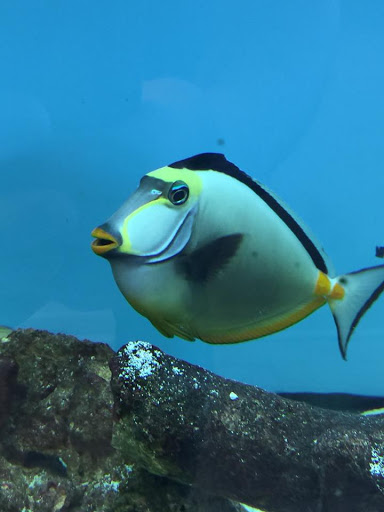 Pet Store «Coral Sea Fish and Pets», reviews and photos, 118 N Gaston Ave, Somerville, NJ 08876, USA