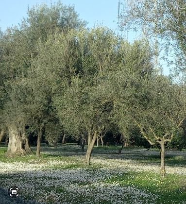 Les plus récentes Casa vacanza Fattoria Parco degli Ulivi 89851 Francica