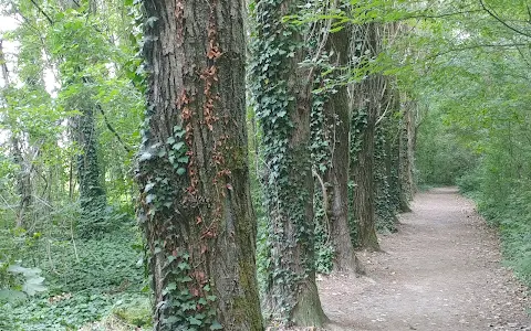 Il Bosco di Fusignano image