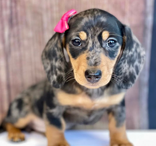 Dog Breeder «Playful Pets», reviews and photos, 115 Ridge Pike, Conshohocken, PA 19428, USA