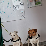 Photo n° 3 de l'avis de Hasina.A fait le 07/08/2023 à 11:30 pour Clinique vétérinaire Saint Roch - CM VET ( Centre Manche Vétérinaires) à Saint-Lô