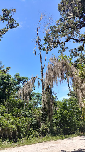 National forest Savannah