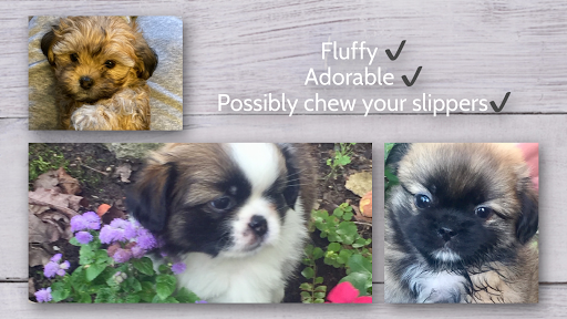 Pet Store «Pets Plus», reviews and photos, 454 TN-46, Dickson, TN 37055, USA