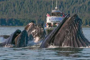 Juneau Tours and Whale Watch image