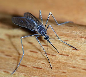 Pest Control Service «Skyline Pest Solutions of Atlanta», reviews and photos