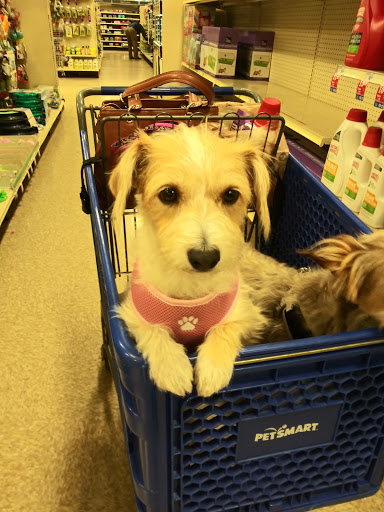 Pet Supply Store «PetSmart», reviews and photos, 5722 Fairmont Pkwy, Pasadena, TX 77505, USA