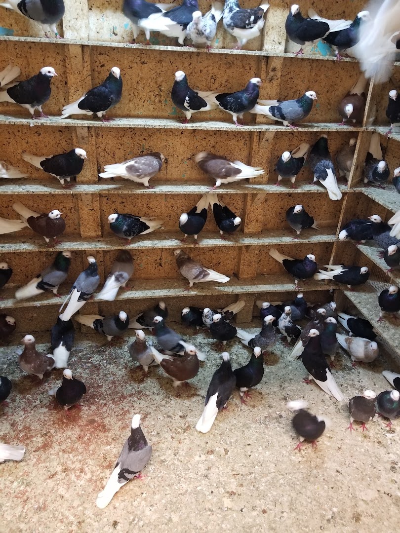 Pigeons on Broadway