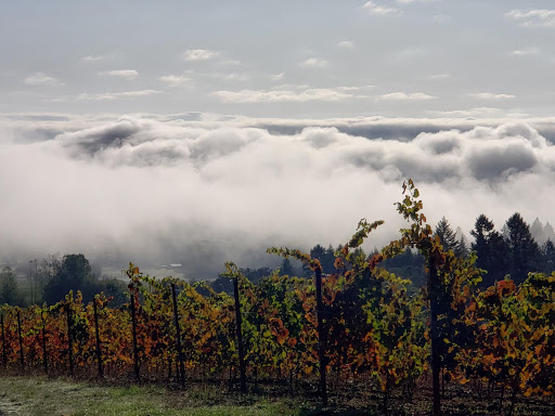 Winery «Benton-Lane Winery», reviews and photos, 23924 Territorial Rd, Monroe, OR 97456, USA