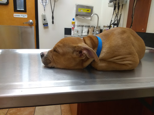 Pet Supply Store «PetSmart», reviews and photos, 2840 W Chandler Blvd, Chandler, AZ 85224, USA