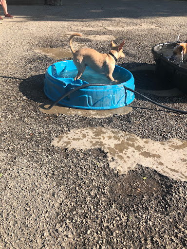 Dog Park «Wiggly Field Dog Friendly Area», reviews and photos, 2645 N Sheffield Ave, Chicago, IL 60614, USA