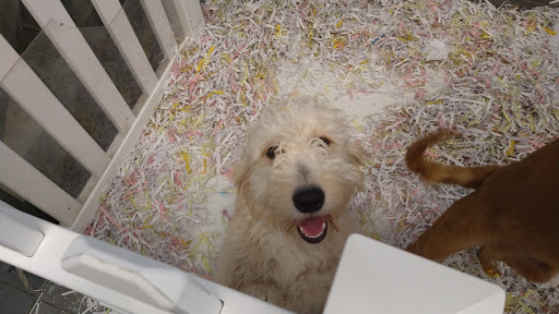 Pet Store «The Puppy Store», reviews and photos, 1163 Merrick Ave, Merrick, NY 11566, USA