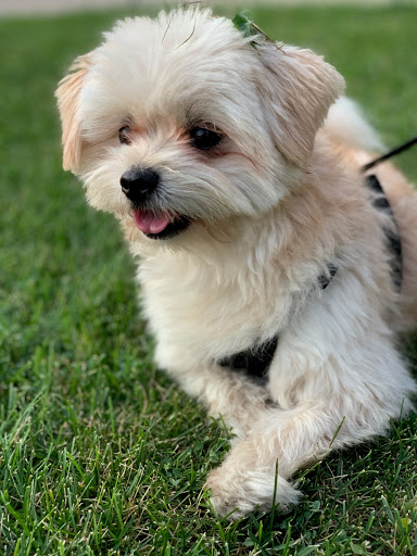 Dog Park «Portage Dog Friendly Area», reviews and photos, 4100 N Long Ave, Chicago, IL 60641, USA