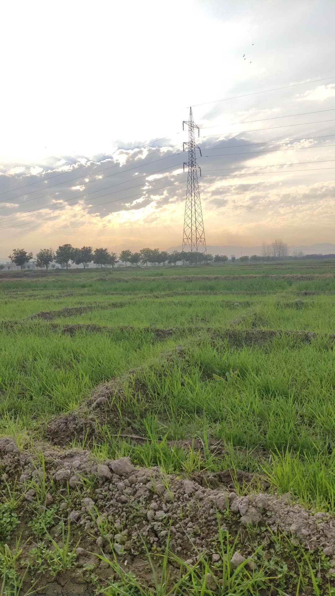 Agriculture University Fields and Farms, Peshawar