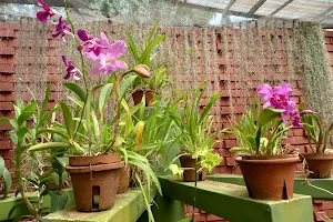 Orchid House image