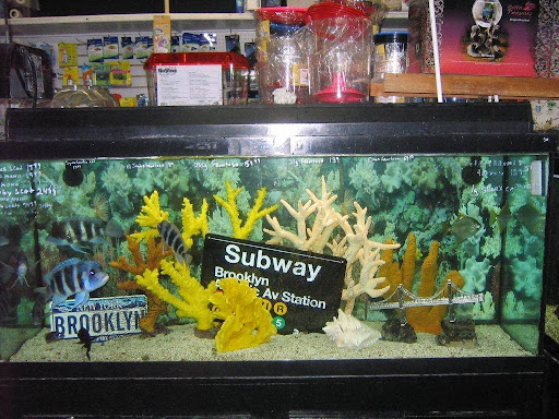 Pet Store «Brooklyn Zoo & Aquarium Pet Store», reviews and photos, 2377 Ralph Ave, Brooklyn, NY 11234, USA