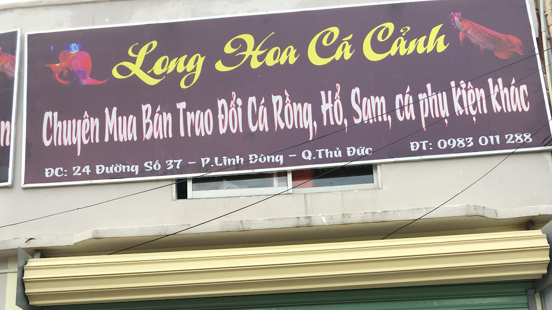 Cá Cảnh Long Hoa