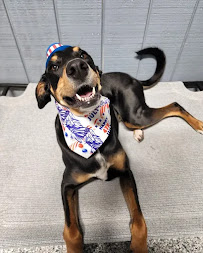 Sit Stay Dog Watching LLC - Photo 7 - Car repair in Springboro, OH, Dayton