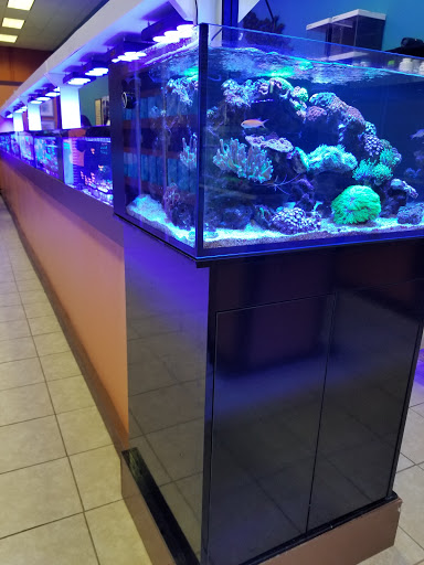 Tropical Fish Store «Nemo Aquarium», reviews and photos, 1560 Indian Trail Rd #106, Norcross, GA 30093, USA