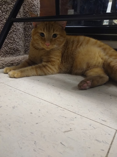 Pet Supply Store «PetSmart», reviews and photos, 1236 Greenbrier Pkwy, Chesapeake, VA 23320, USA