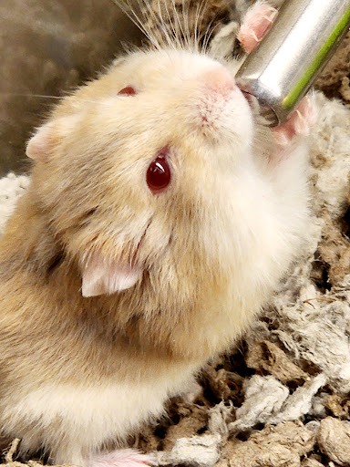 Pet Supply Store «Petco Animal Supplies», reviews and photos, 298 Spring Creek Drive, Franklin, TN 37067, USA