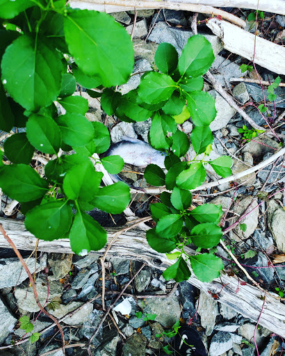 National Park «George Washington Memorial Parkway First Overlook», reviews and photos, George Washington Memorial Pkwy, Arlington, VA 22207, USA