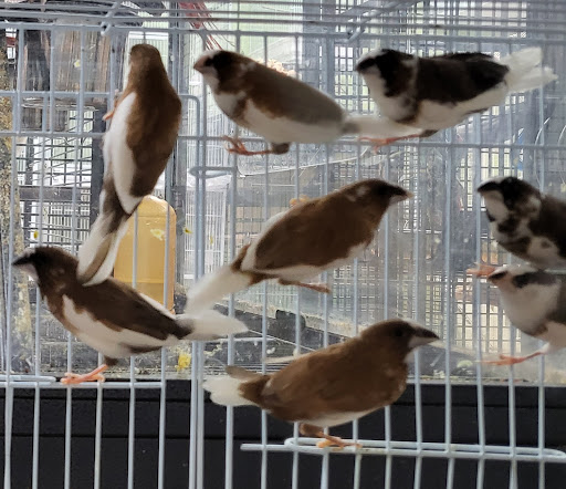 Pet Store «Louis Birds Pets & Supplies», reviews and photos, 80 Keyes St, San Jose, CA 95122, USA