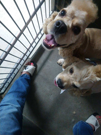 Animal Hospital «Animal Medical Corpus Christi», reviews and photos, 6822 Everhart Rd, Corpus Christi, TX 78413, USA