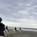 Photo n° 2 de l'avis de zaahouu. fait le 20/02/2022 à 17:29 pour Les Cabanes de Cacharel à Saintes-Maries-de-la-Mer