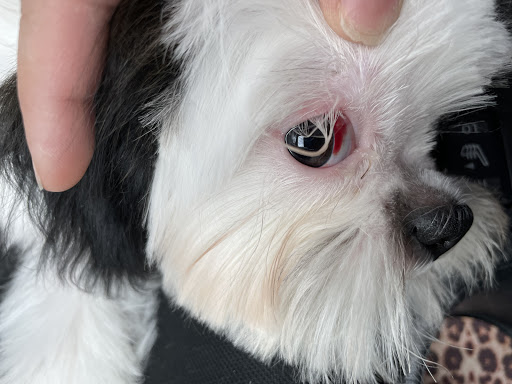 Pet Supply Store «The Dog House», reviews and photos, 4237 S Alameda St, Corpus Christi, TX 78412, USA