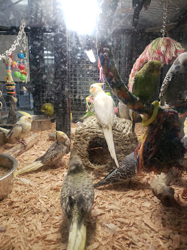 Bird Shop «Arizona Bird Store», reviews and photos, 565 S Dobson Rd, Mesa, AZ 85202, USA