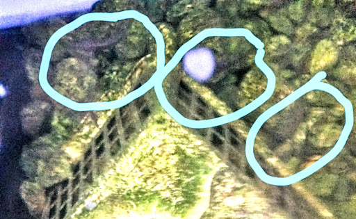 Aquarium Shop «Wet Pets by Steve», reviews and photos, 504 W Main St, Norman, OK 73069, USA