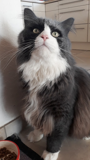 Dr.med.vet. Friedrich Rockhoff Tierarzt unter Kißlegg, 