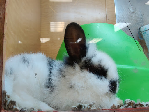 Pet Store «Animal Ark», reviews and photos, 175 S 500 E St, American Fork, UT 84003, USA