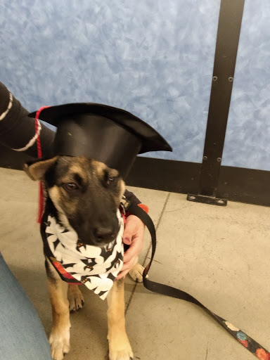 Pet Supply Store «PetSmart», reviews and photos, 475 Bank St, Waterbury, CT 06708, USA