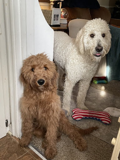 Pet Supply Store «Pet Supplies Plus», reviews and photos, 1970 Portage Trail, Cuyahoga Falls, OH 44223, USA