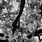 Photo n°2 de l'avis de Simona.e fait le 26/09/2021 à 05:18 sur le  Symposium à Colli al Metauro