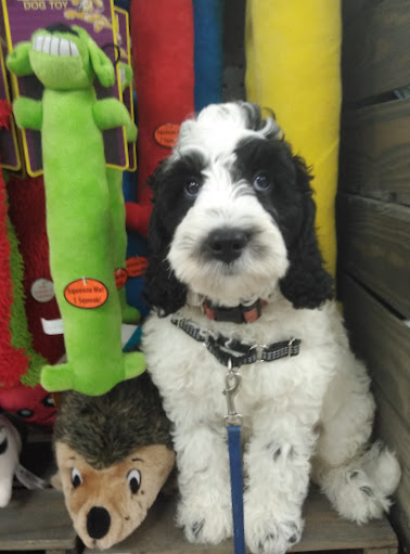 Pet Supply Store «Petco Animal Supplies», reviews and photos, 600 US-441, The Villages, FL 32159, USA