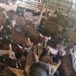 Photo n° 4 de l'avis de Vanille&Caramel.8 fait le 17/10/2022 à 16:57 pour Ferme du Port Aubry à Cosne-Cours-sur-Loire