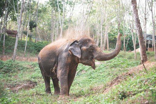 Great Memories Elephants Care Sanctuary Phuket