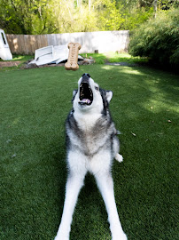 Immediate Relief Pet Services - Photo 9 - Car repair in Redmond, WA, Bellevue